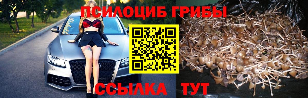 Павловский Посад  Псилоцибиновые грибы Cubensis  Вход с VPN 